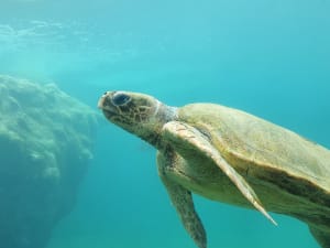 Billet pour l'Aquarium de Limoges (87)