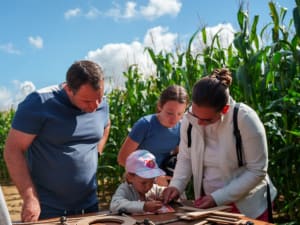 Labyrinthe géant dans un champ de maïs à  Caen (14)