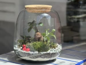 Atelier création d'un terrarium à Lagny-sur-Marne (77)