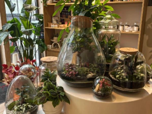 Taller de terrarios en Lille (59)