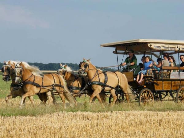 Balade et pique-nique en attelage près de Tournan-en-Brie (77)