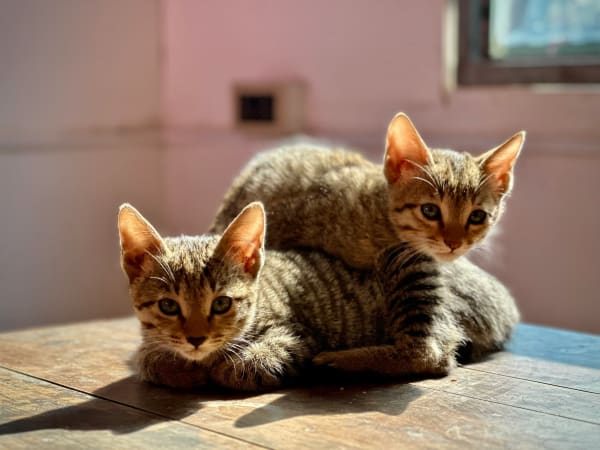 Atelier de jeux et câlins avec les chatons à Paris 12ème