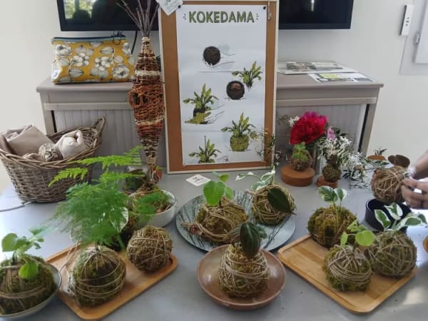 Atelier création Kokedama à Tours (37) 