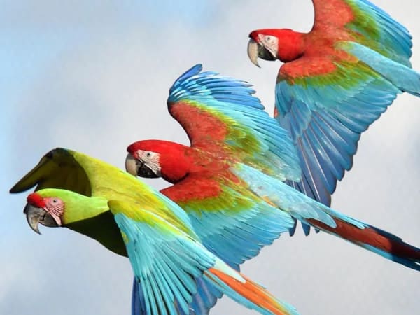 Team Building visite immersive et commentée de Parrot World (77)