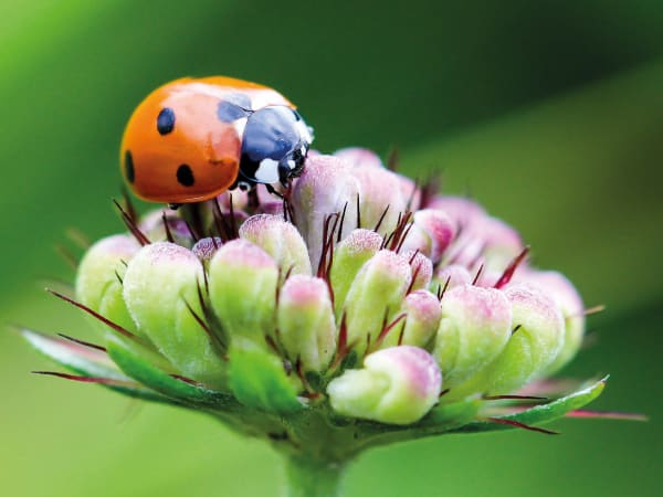 Atelier "Le jardinage éco-responsable" chez Truffaut Mérignac