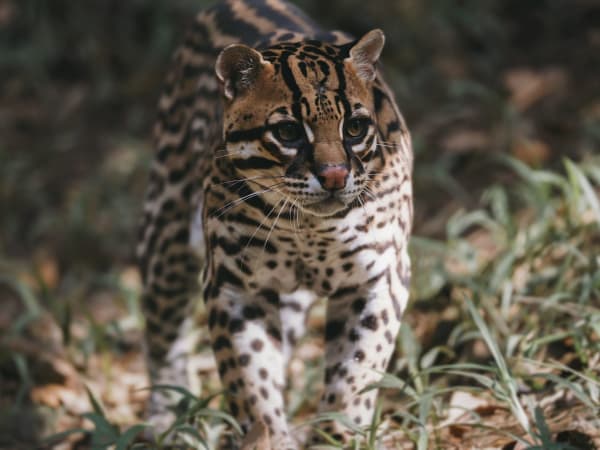 Billet pour le Zoo de Guadeloupe (97)