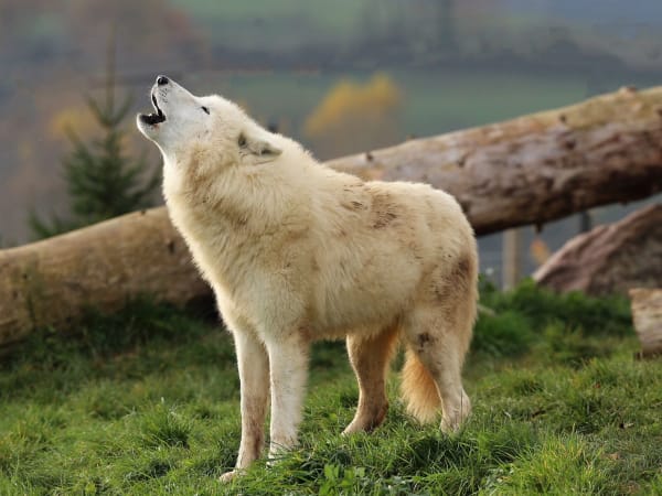 Billet pour le Parc de l'Auxois (21)
