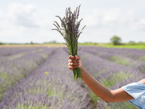 Visite champ de lavandes et distillerie à Bellegarde (30)