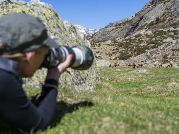 Aventure photo "Isards" près d'Arrens-Marsous (65)
