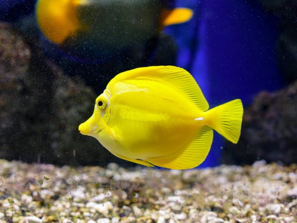 Billet pour l'Aquarium Oniria