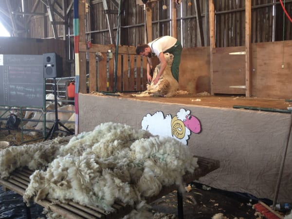 Fête de la Tonte à la Bergerie Nationale de Rambouillet (78)