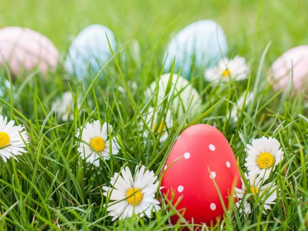 Chasse aux oeufs à la Cueillette de Torfou (91)