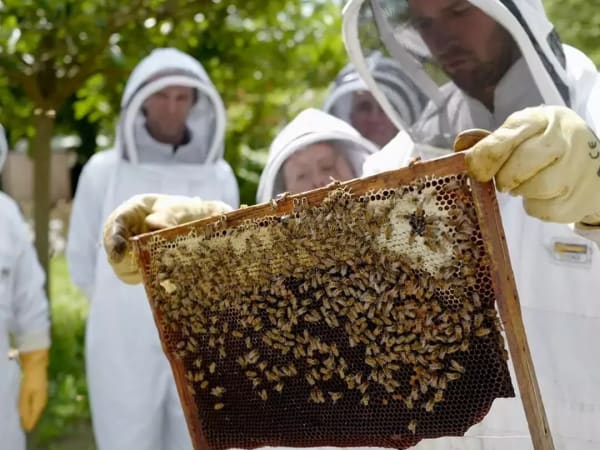 Stage journée apiculture à Lille (59)