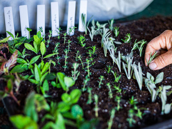 Team Building atelier initiation à la permaculture à Jarnac (16)
