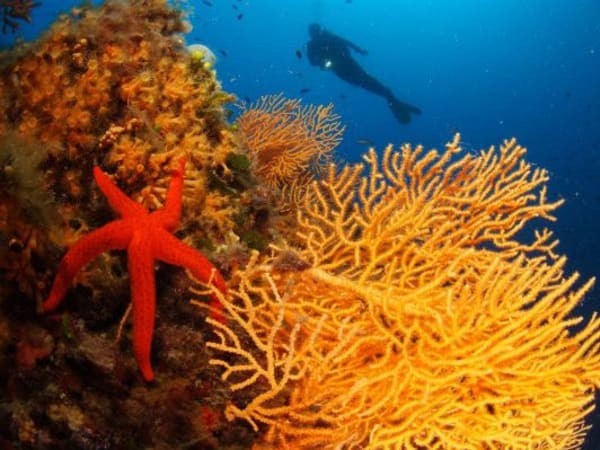 Exploration diving at Fréjus (83)