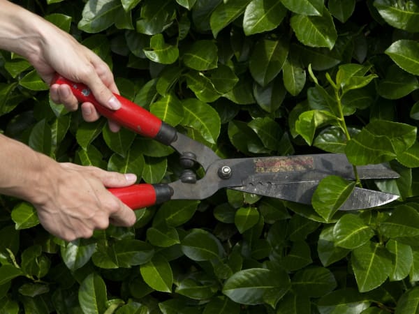 Atelier "La taille au jardin" chez Truffaut Mérignac (33)
