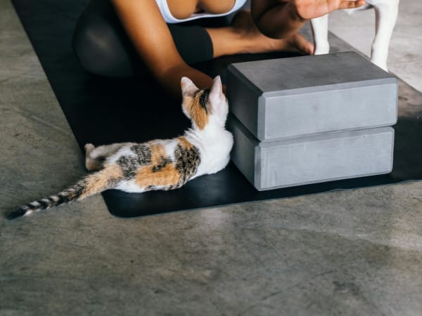 Kitten Yoga in Paris 4th arrondissement