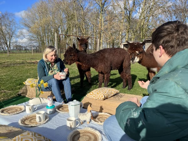 Picnic entre alpacas en La Cerlangue (76)