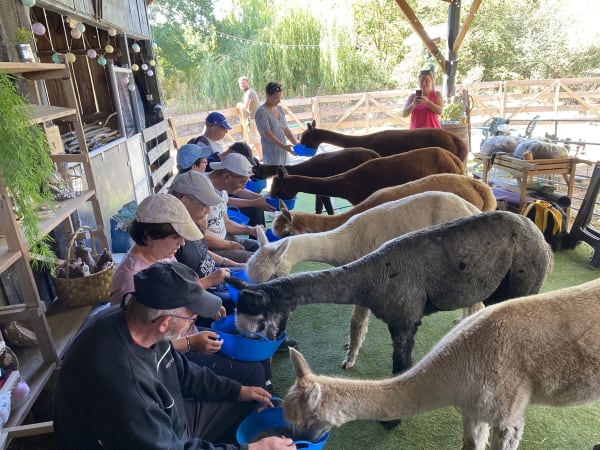 Alimentar a las alpacas en Argentonnay (79)