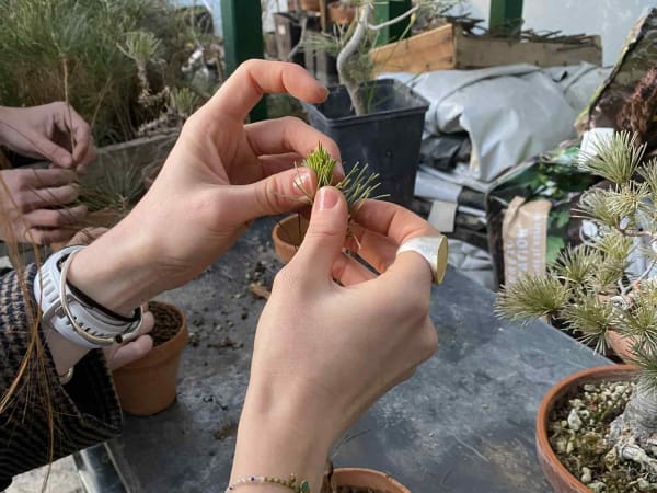 Taller de descubrimiento y creación de bonsáis en Valaury (26)