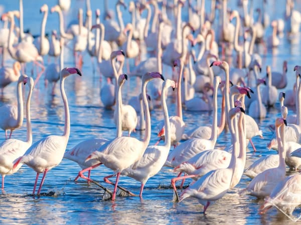 Insólita visita guiada privada de la Camarga (30)