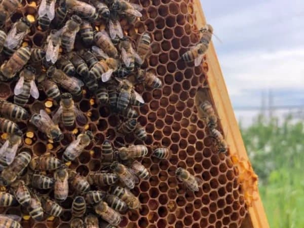 Discover beekeeping in Blaye (33)