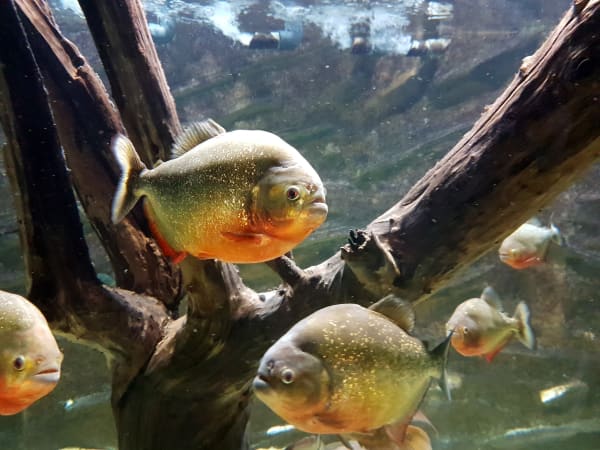 Billet pour l'Aquarium des Tropiques  (26)