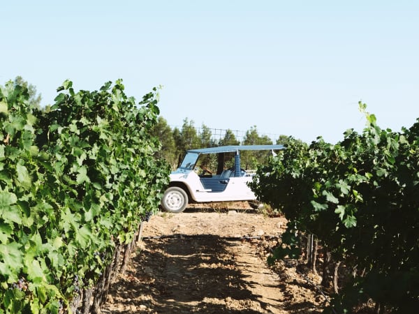 Wine tours and tastings in Bandol (83)