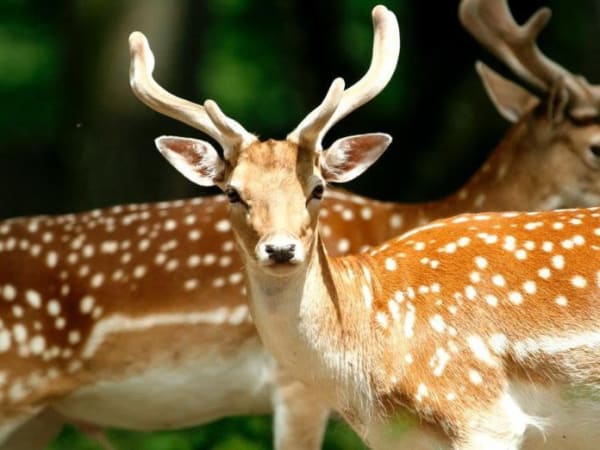 Entrada para el parque "Parc LudOGaïa" de Vézeronce-Curtin (38)