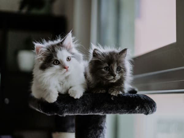 Atelier de jeux et câlins avec les chatons à Paris 4ème