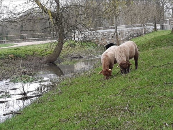 Atelier Laine & Animaux de la Ferme de Gally de St-Cyr-l'Ecole