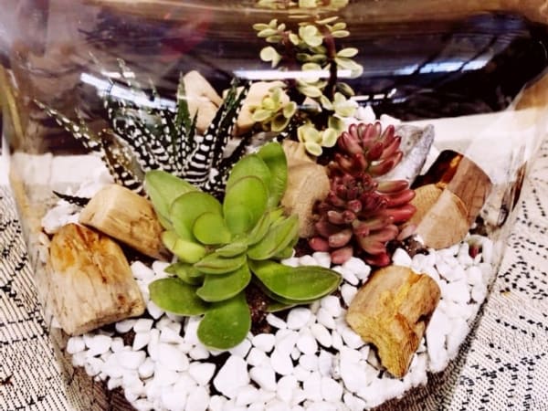 Atelier Terrarium chez Truffaut Saint-Malo