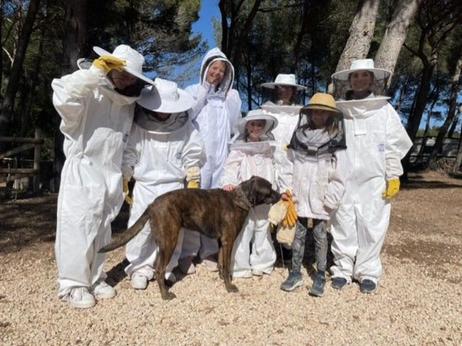 A Closer Look at Life in a Beehive and Its Bees in Mouriès (13)