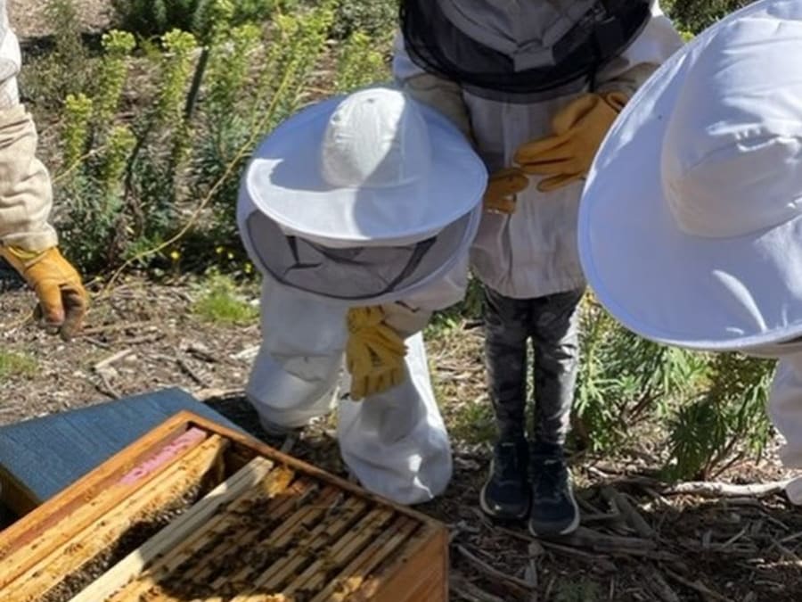 A Closer Look at Life in a Beehive and Its Bees in Mouriès (13)
