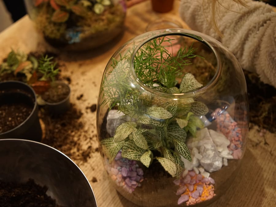 Terrarium-Making Workshop in Paris's 11th Arrondissement