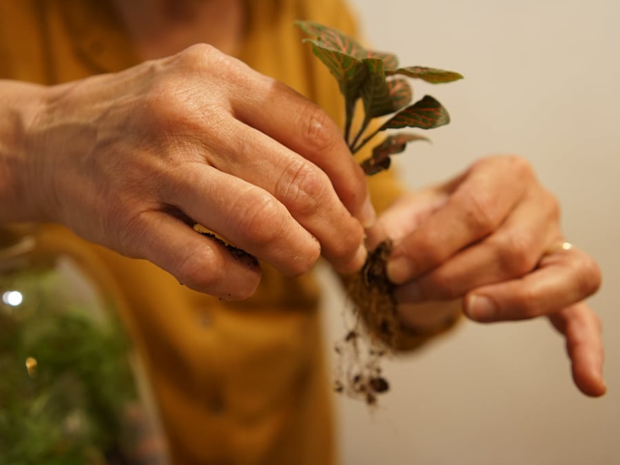 Terrarium-Making Workshop in Paris's 11th Arrondissement