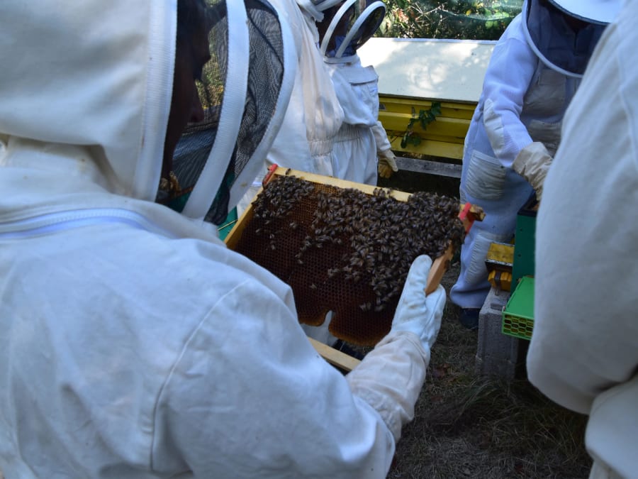Stage Apiculture d'une journée : Immersion au Rucher à Daux (31)