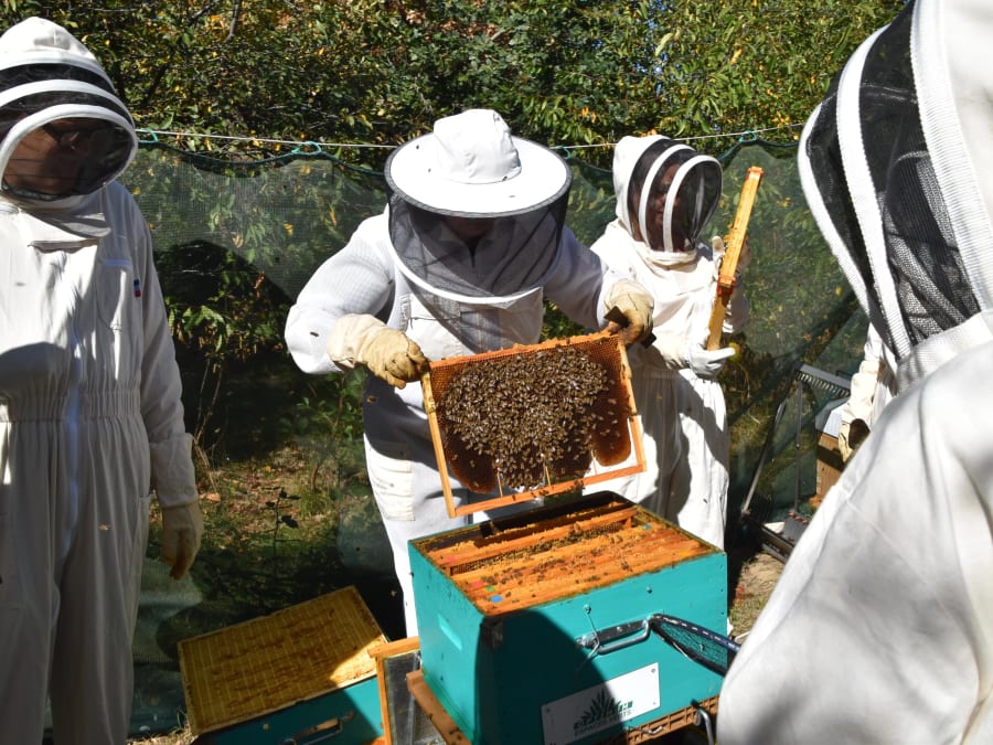 Atelier Découverte des abeilles & immersion rucher près de Toulouse (3h30)