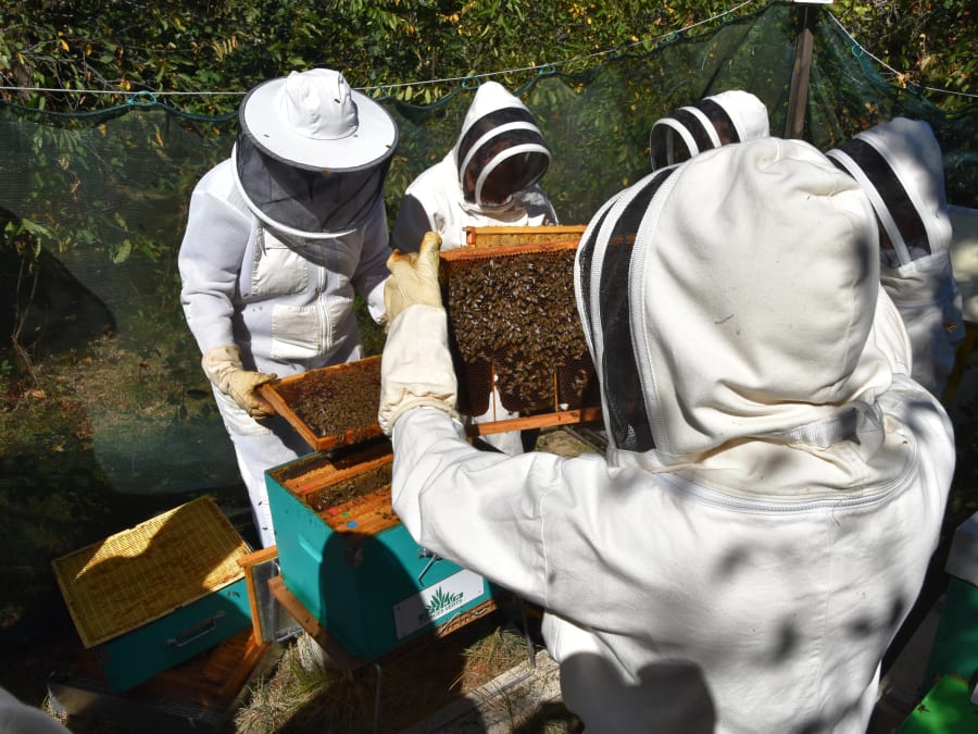 Atelier Découverte des abeilles & immersion rucher près de Toulouse (3h30)