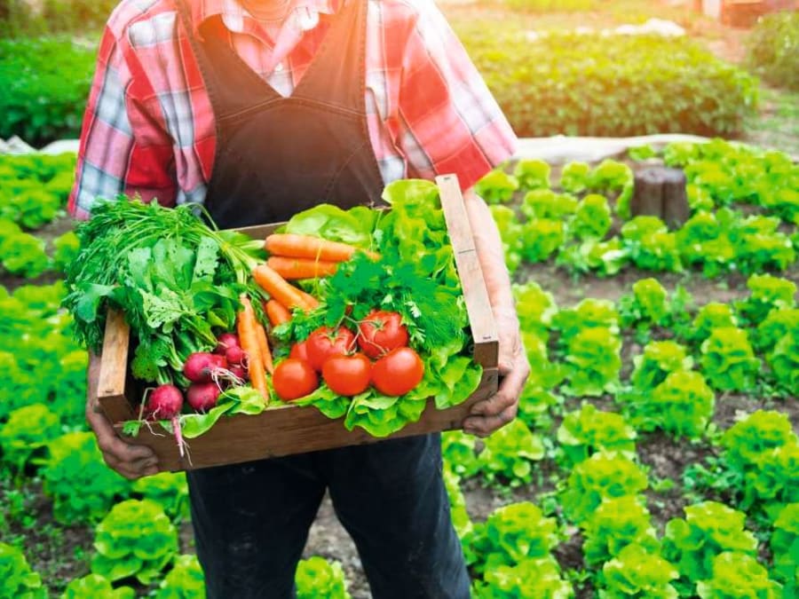 Atelier Demarrer Cultiver Un Potager Bio Truffaut Ville Du Bois Funbooker