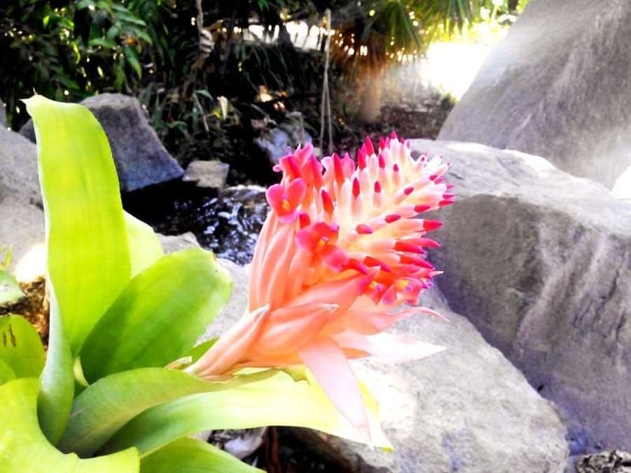 Palmetum de Santa Cruz de Tenerife: Billet d'entrée