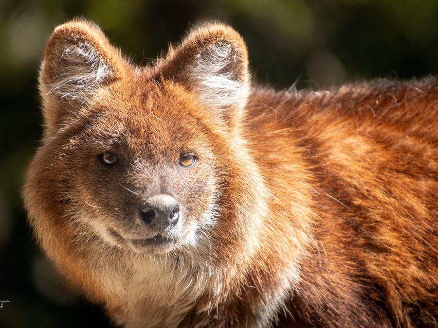 Billet pour le Parc animalier des Pyrénées (65)