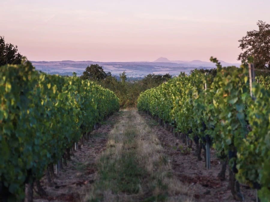 Visite et dégustation de vin du domaine du Clos de Breuilly à Cesset (03)