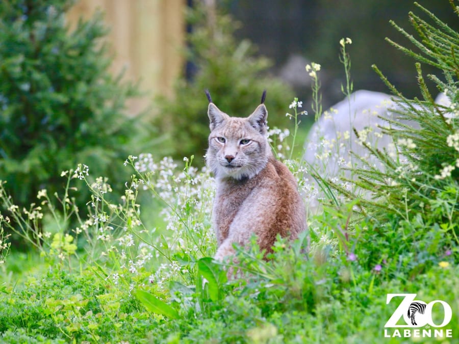 Tickets for Labenne Zoo (40)