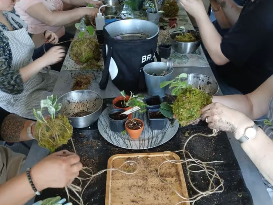 Atelier création Kokedama à Tours (37) 