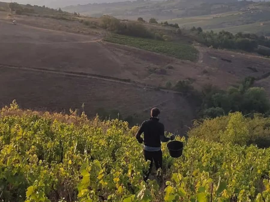 Visite d'un vignoble et dégustation de vins à Montmelas (69)