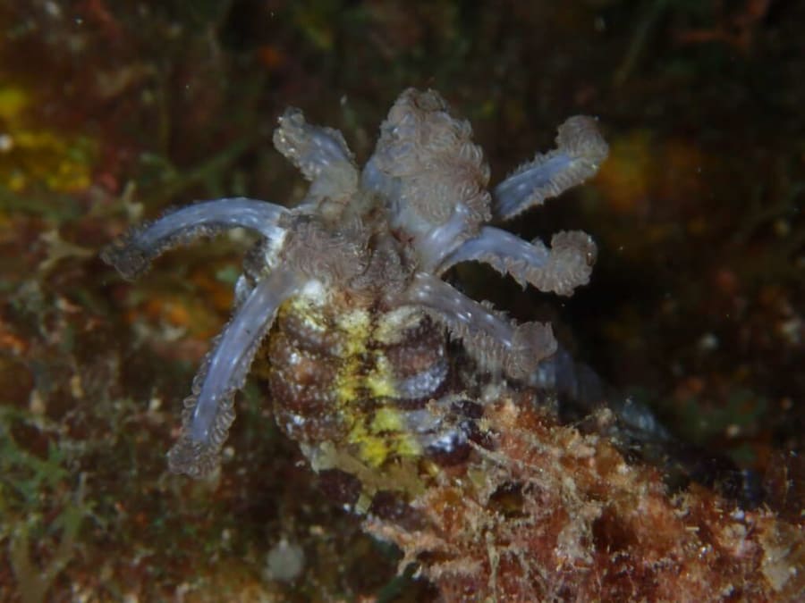 Snorkeling nocturne dans les eaux martiniquaises