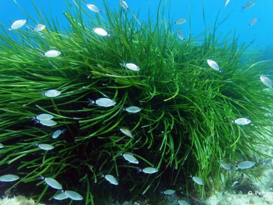 Croisière Nature et Découverte au départ de Porto Vecchio (20)