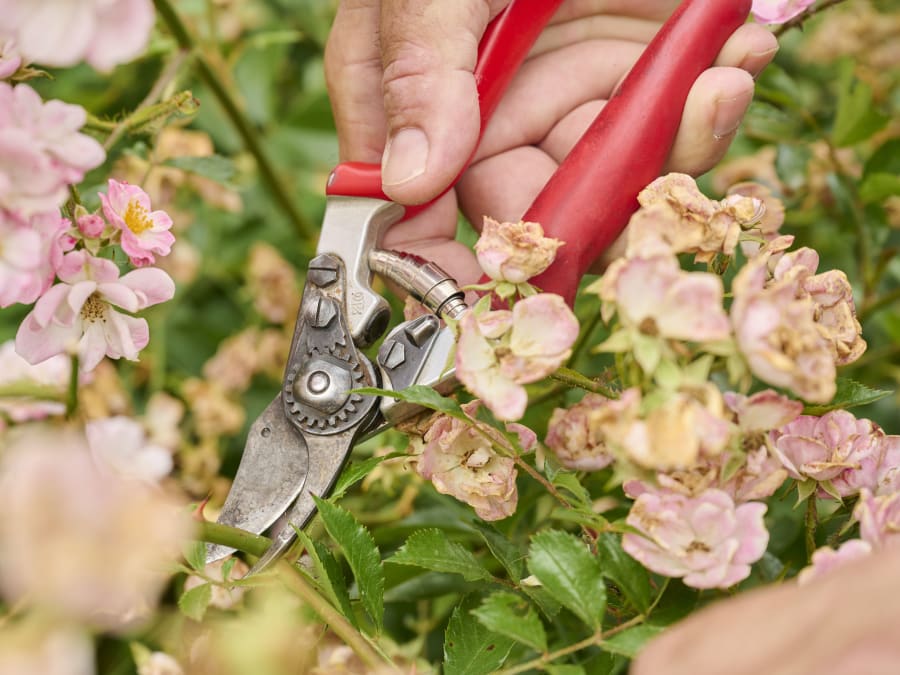 Atelier "La taille au jardin" chez Truffaut Mérignac (33)