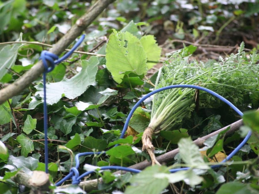 Initiation aux savoir-faire primitifs dans la Forêt de Marly